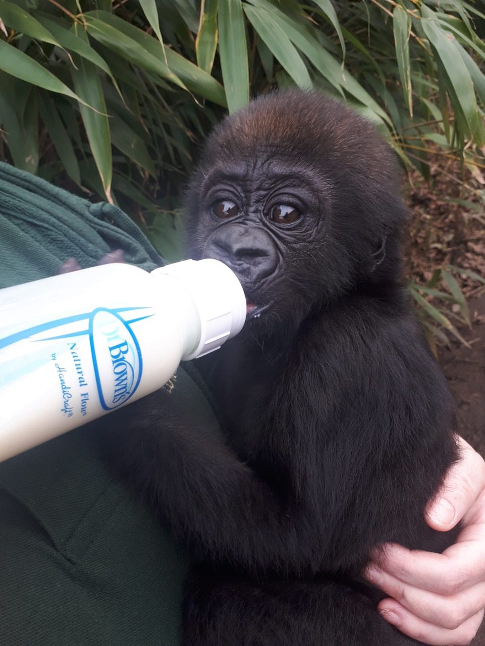 Baby Gorilla bottle feeding